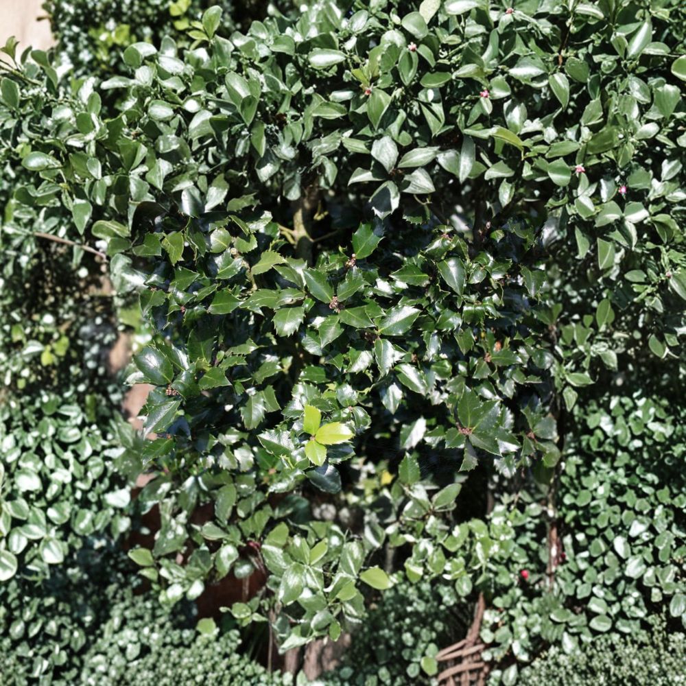 Blue Prince Holly - Male Evergreen Ilex x meserveae in 1 Gallon Pot | Deer Resistant Landscape Shrub
