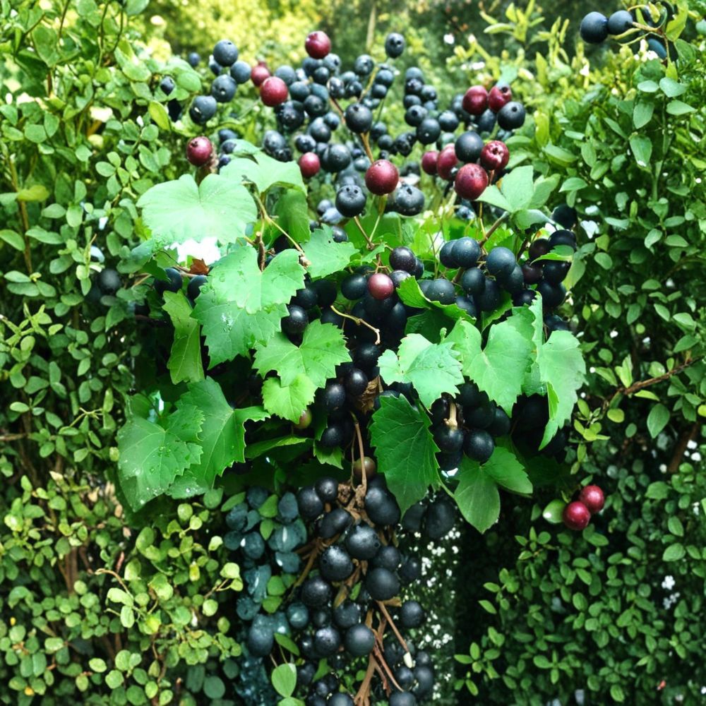 Alachua Muscadine Grape Vine – Self-Pollinating Live Rooted Plant for Zones 7–11