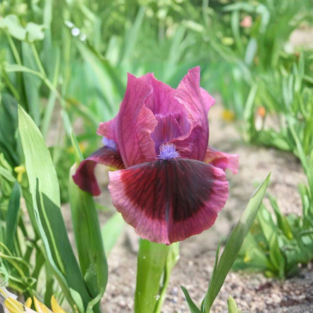 Cat’s Eye Bearded Iris - 3 Live Rhizomes | Rose Red Perennial Garden Plant
