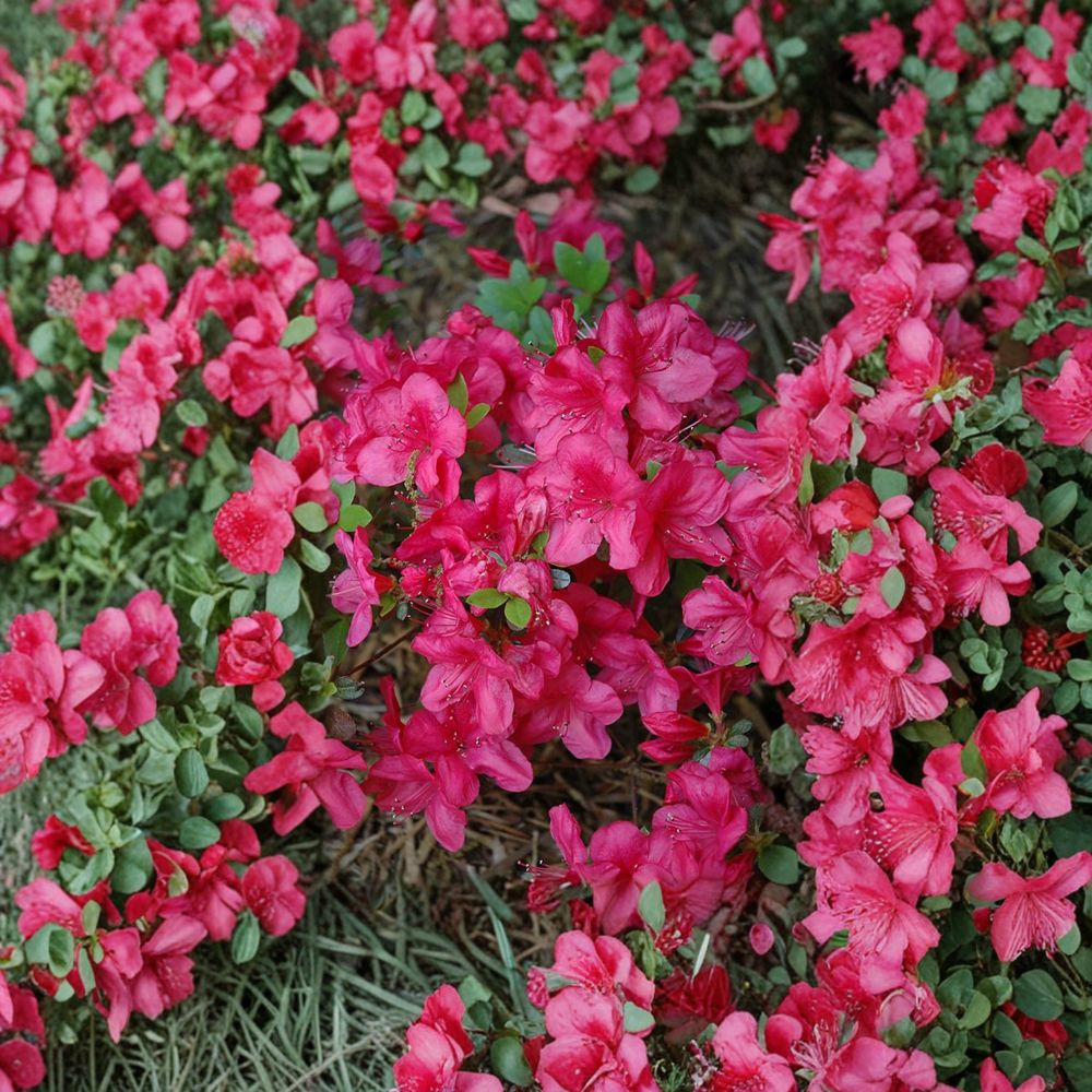 Azalea 'Mother's Day' Live Plant - 1 Gallon Pot, Evergreen Shrub with Red Spring Blooms