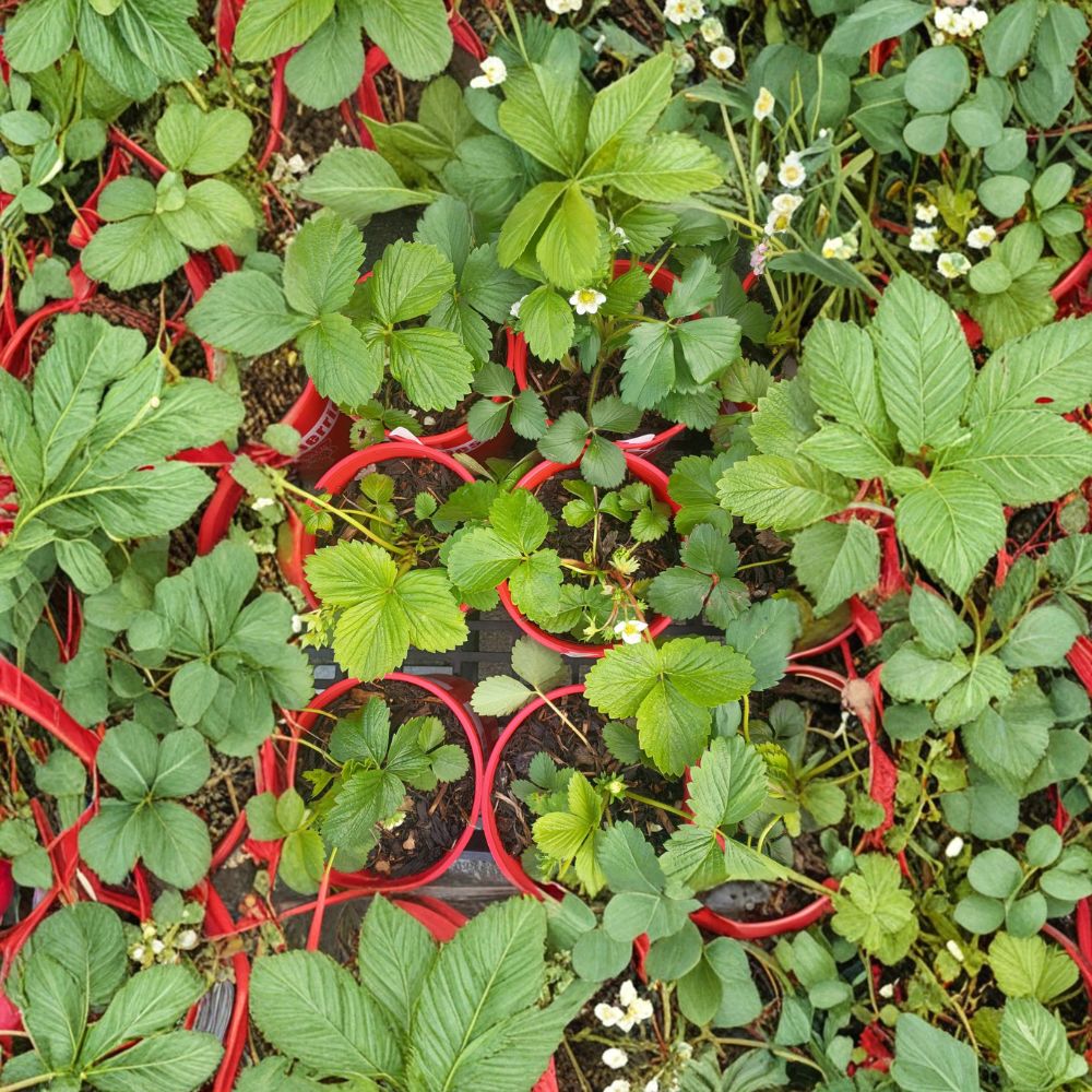 Wild Alaska Strawberry Pups – Set of 5 Rooted Fragaria spp. Plants | Hardy, Garden & Container Friendly