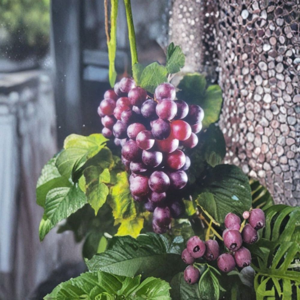 Black Noble Muscadine Grape Vine – 1 Gallon Live Plant | Self-Fertile Dark Purple Grapes