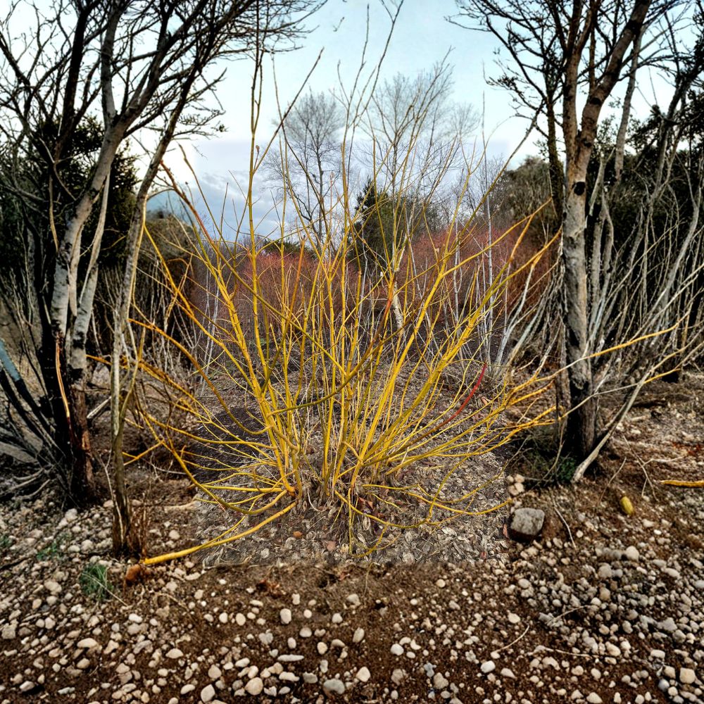 Acer negundo 'Winter Lightning' – Live Maple Plant in 4 Inch Pot with Bright Yellow Winter Bark