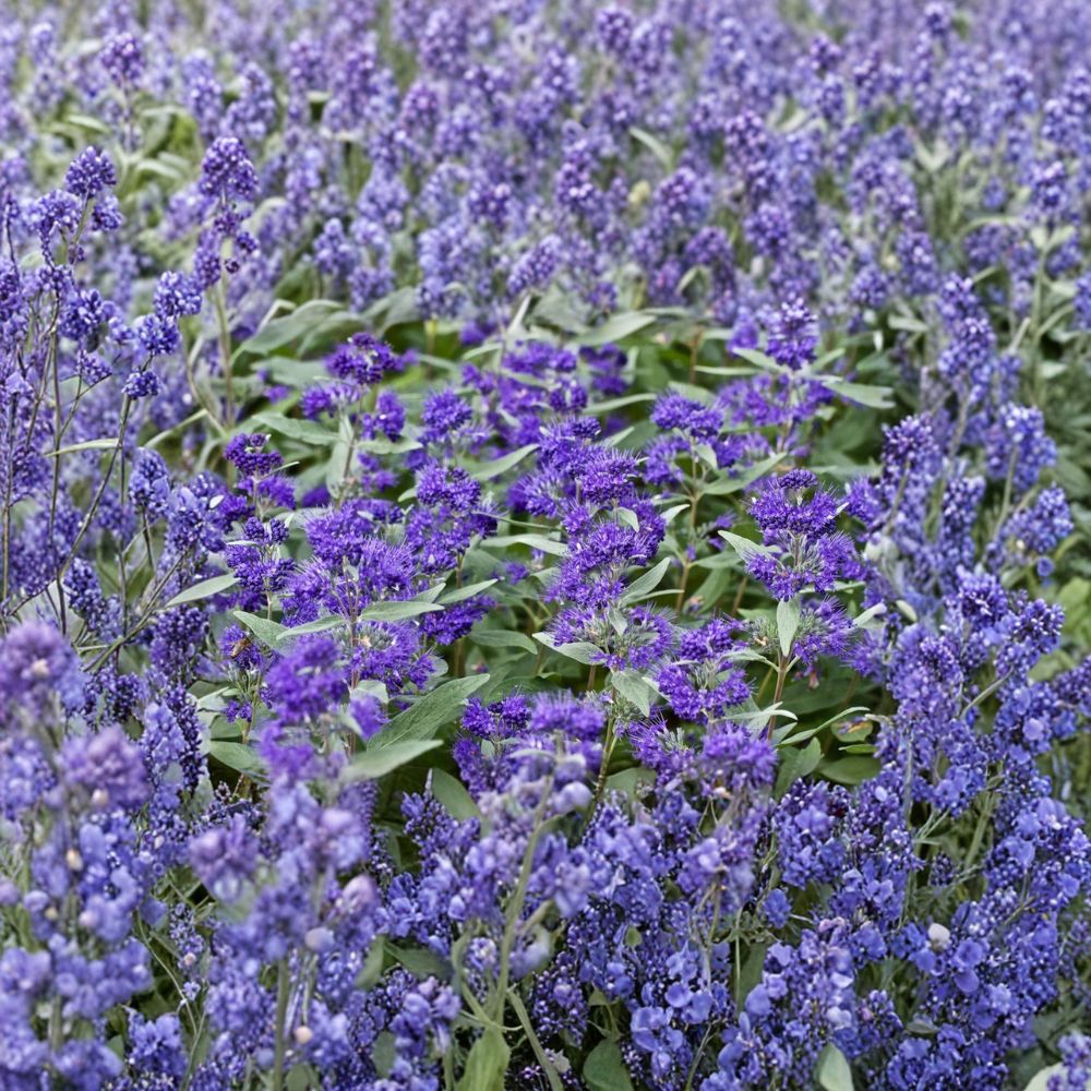 Dark Knight Bluebeard – 4 Inch Pot Live Flowering Shrub | Caryopteris x clandonensis | Late Season Pollinator Plant
