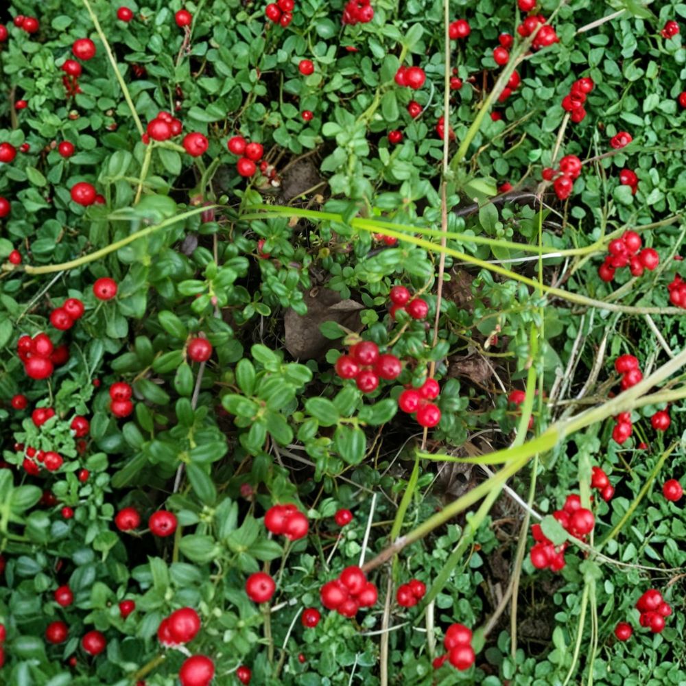 Vaccinium vitis-idaea Lingonberry Live Rhizomes | Set of 5 Bare Root Cold Hardy Berry Plants