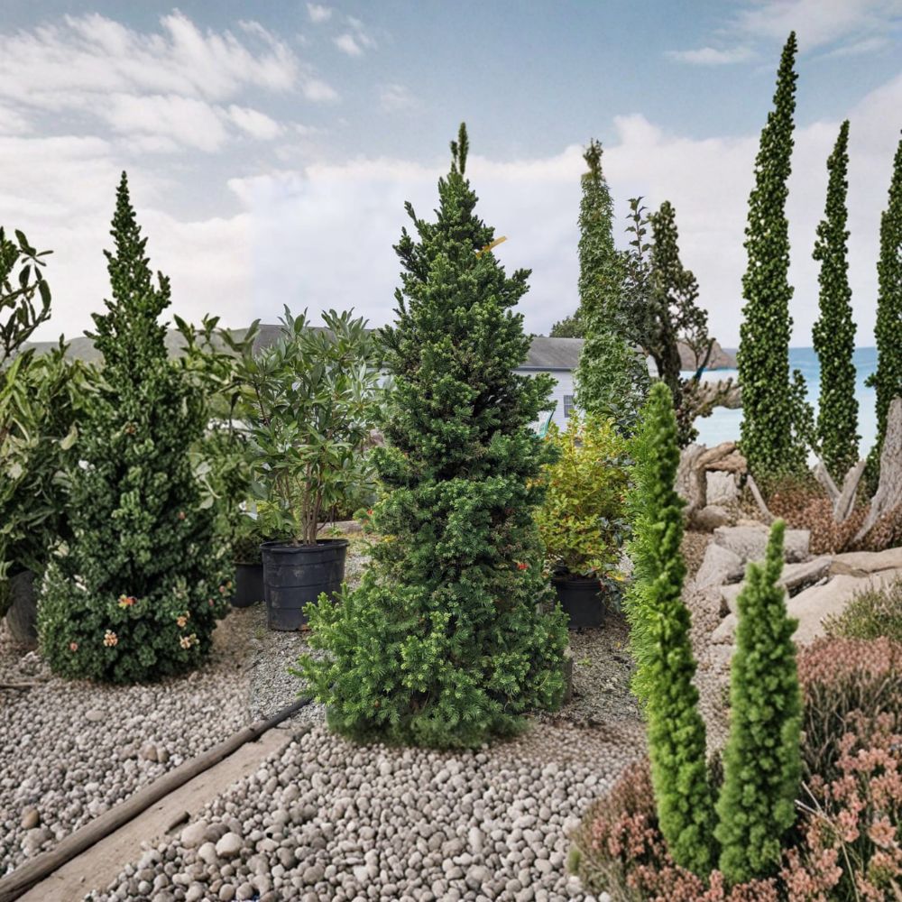 Black Dragon Japanese Cedar - Live Evergreen Conifer in 2 Gallon Pot | Cryptomeria japonica