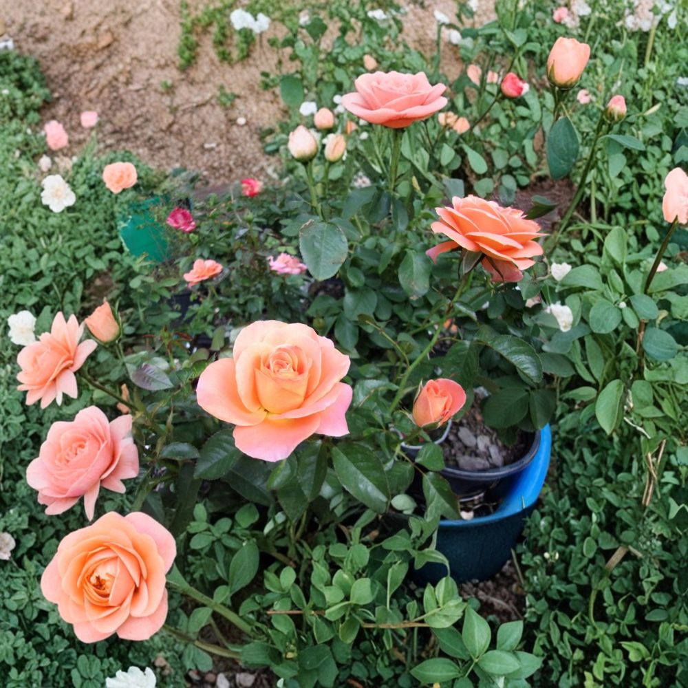 New Year Grandiflora Rose - Live Orange Rose Bush 1 Gallon | Vibrant Repeat Blooming Garden Shrub