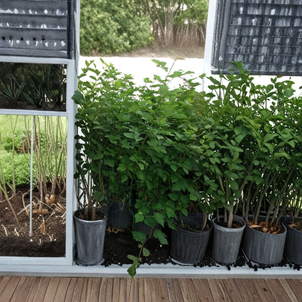 Arapaho Thornless Blackberry Plant – 3–6 Ft Tall Live Thornless Blackberry Bush