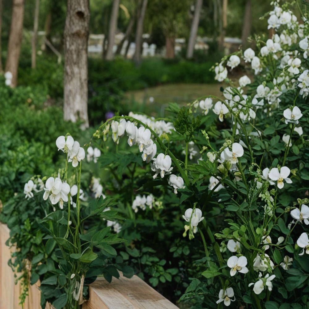 White Bleeding Heart ‘Alba’ – 3 Pack Bare Root Divisions | Dicentra spectabilis Shade Loving Perennial
