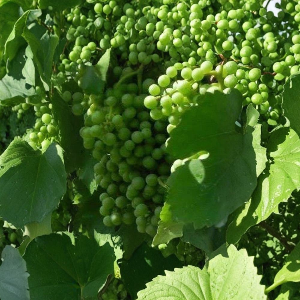 Muscat White Wine Grape Vine – 4–6 Ft Tall Self-Fertile Live Plant | Sweet Golden Grapes for Home Vineyard