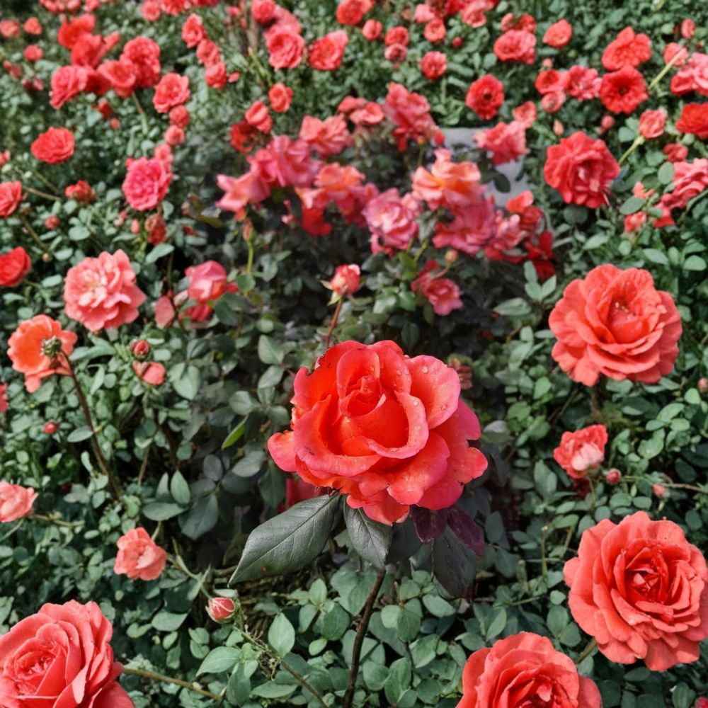 Ring of Fire Hybrid Tea Rose Live Plant – 2 Gallon Vibrant Multicolor Rose Bush