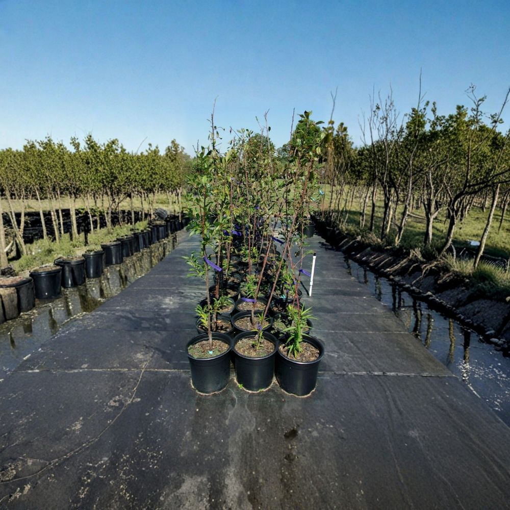 Spring Satin Plumcot Tree – 4–6 Ft Tall Live Fruit Tree | Plum Apricot Hybrid