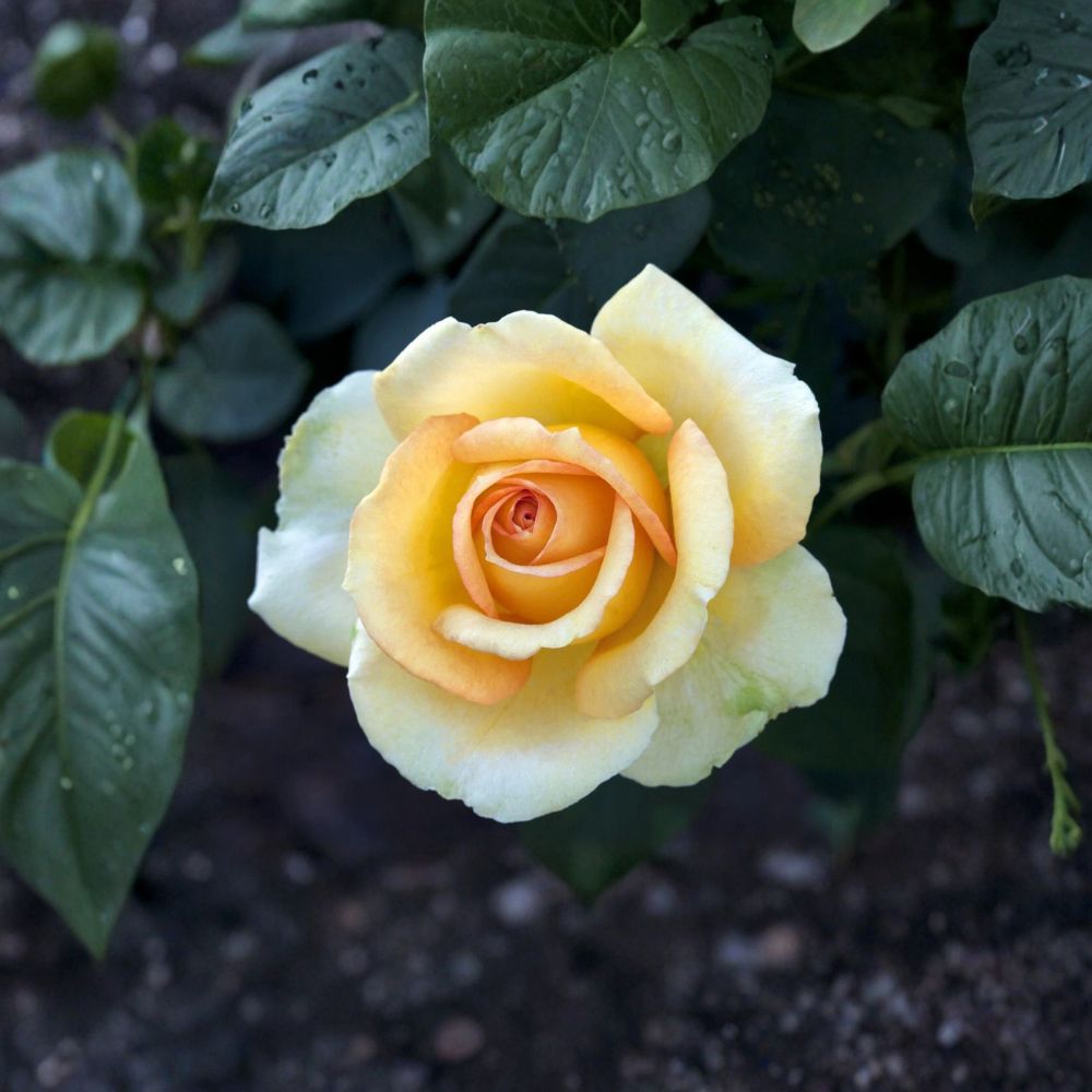 Gold Medal Grandiflora Rose – Live Yellow Orange Rose Bush | 1 Gallon Plant