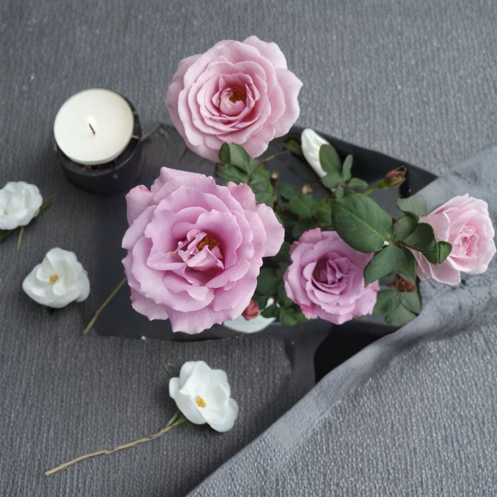 Angel Face Floribunda Rose - Mauve Lavender Fragrant Rose Bush 1 Gallon