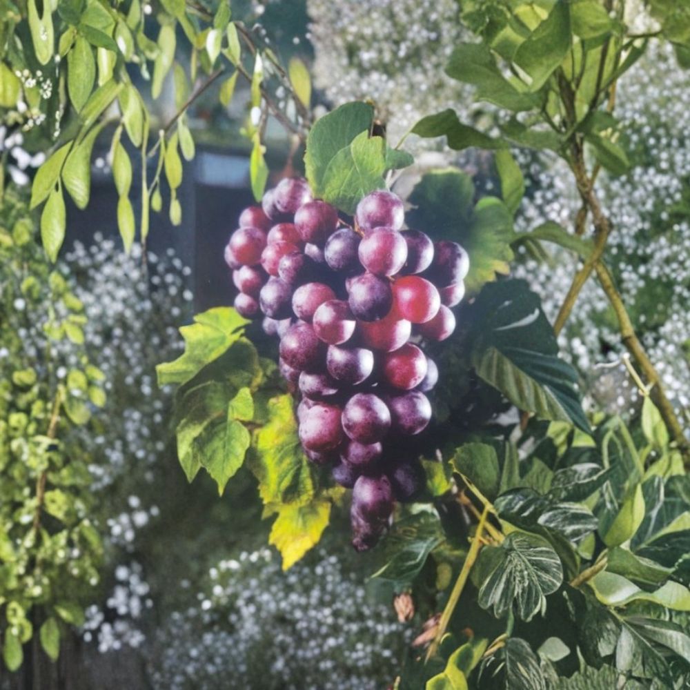 Black Jumbo Muscadine Grape Vine – 3 Gallon Live Female Plant | Large Black Muscadine Grapes