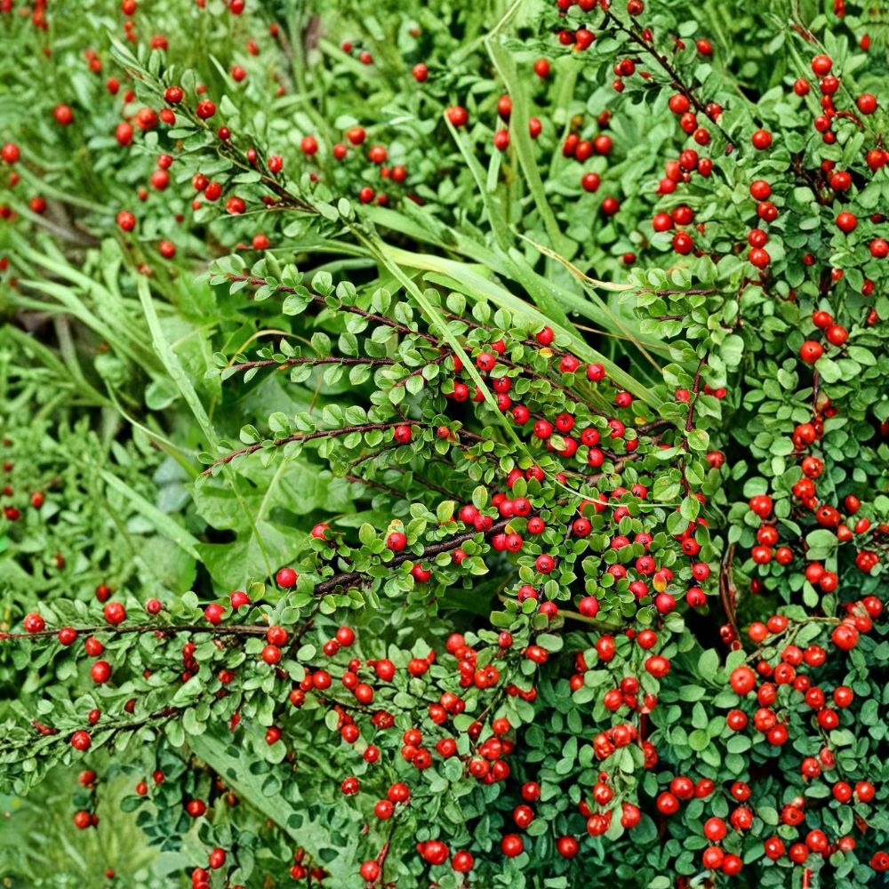 Cotoneaster Live Cuttings - Set of 10 Hardy Ornamental Shrub Cuttings for Rooting