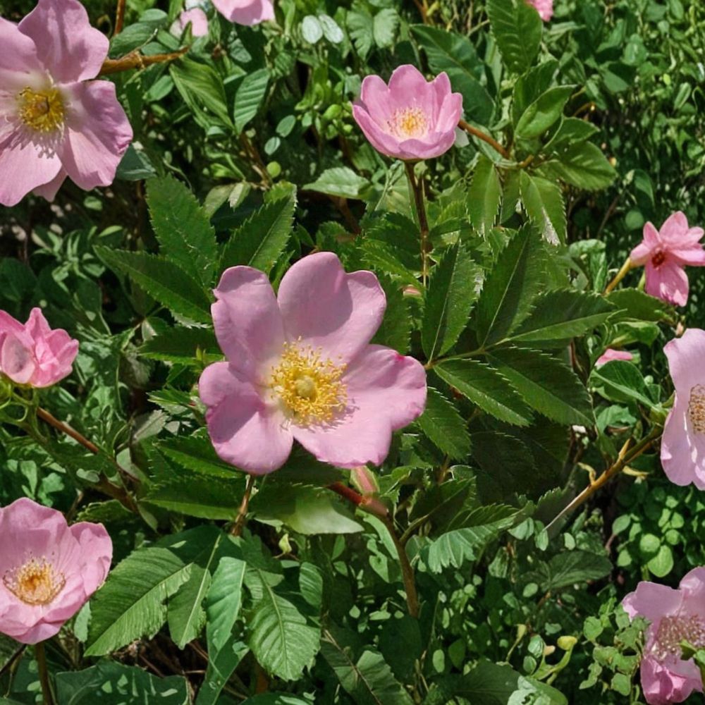 Carolina Rose Native Flowering Shrub | Rosa carolina | 2 Gallon Pot Pasture Rose with Rose Hips