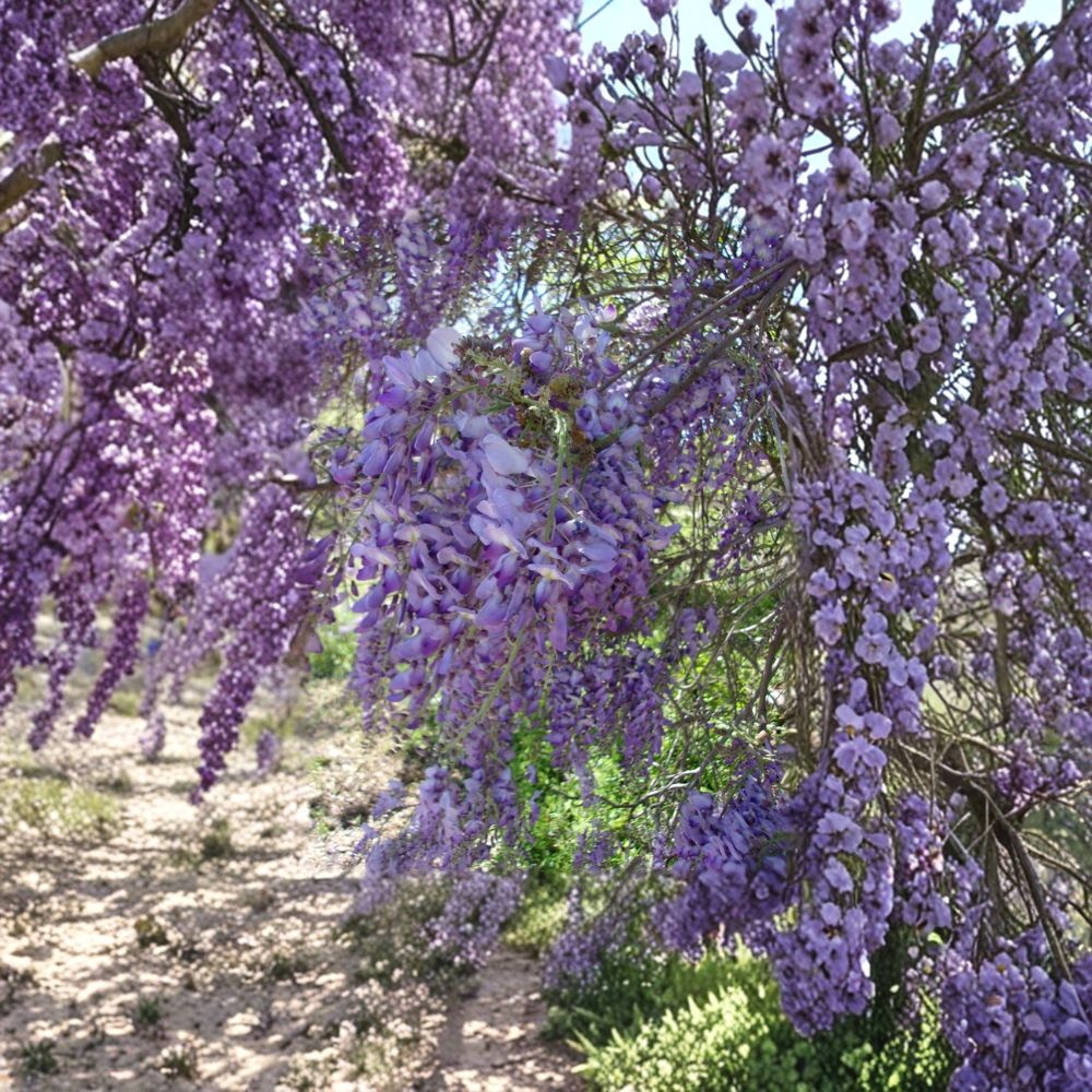 Purple Wisteria Vine 4-6 Ft Tall Live Plant | Fragrant Climbing Vine for Trellis & Arbor