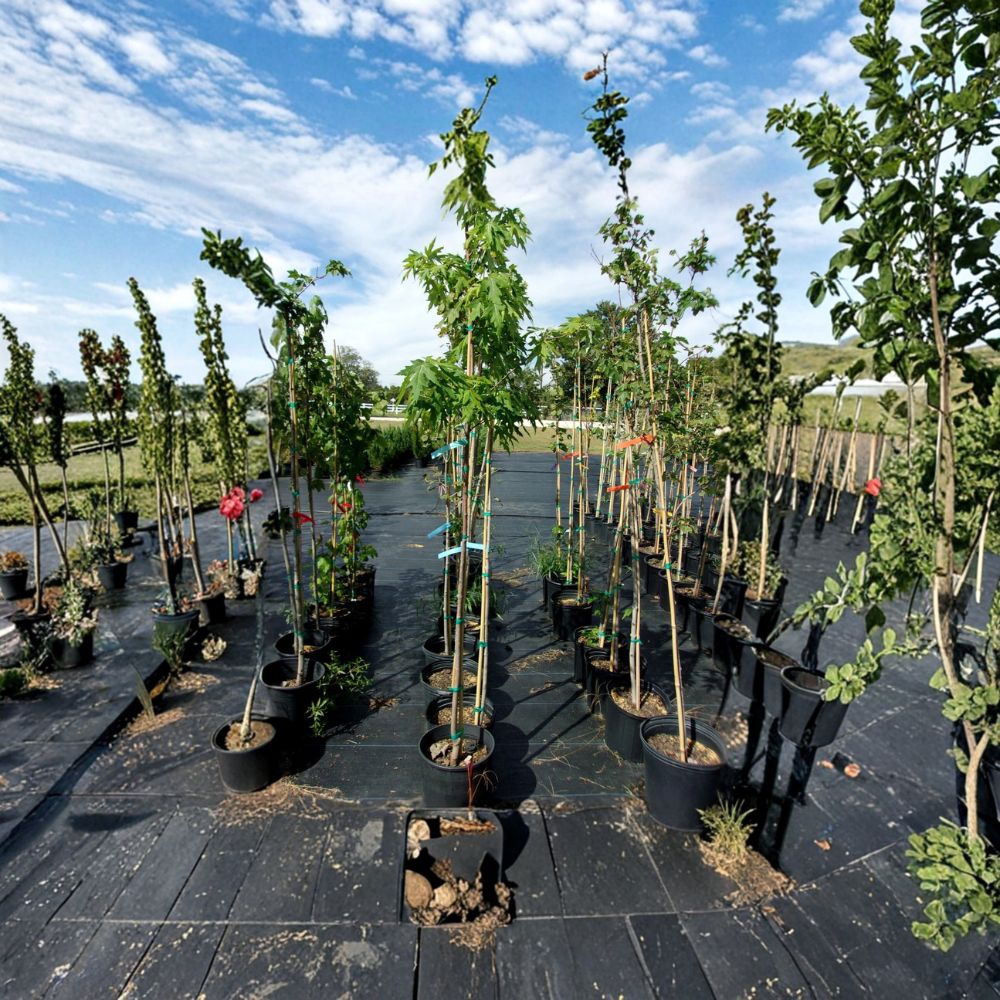 Fairview Flame Maple Tree 4-6 Ft | Fast Growing Shade Tree with Brilliant Red Fall Color