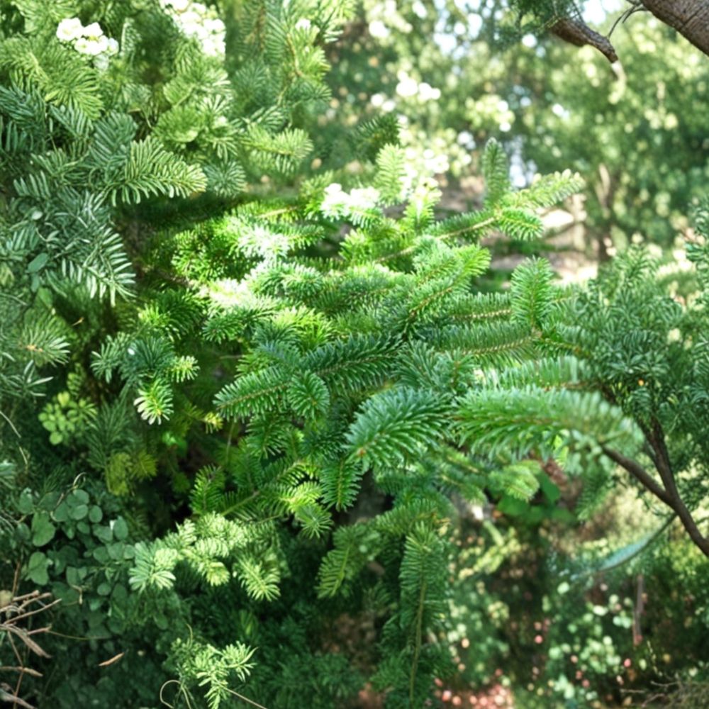 Canaan Fir – Abies balsamea x 'Canaan' Live Plant | 4 Inch Pot | Hardy Evergreen Tree
