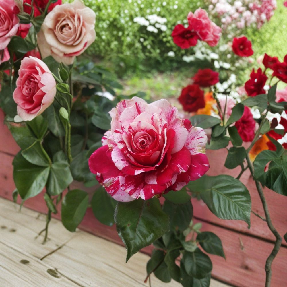 SCENTIMENTAL Floribunda Rose – 1 Gallon Live Rose Bush with Red & White Blooms