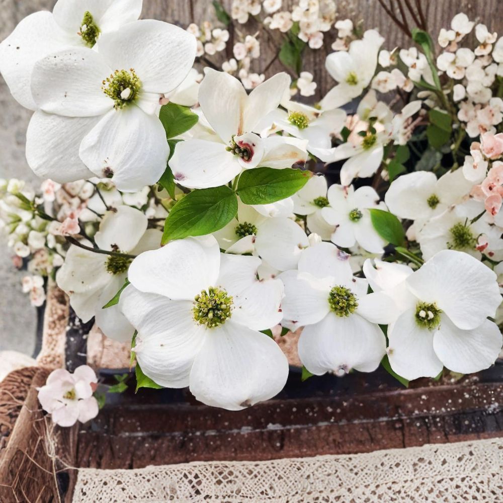 Cornus florida 'Cherokee Princess' Dogwood Tree Live Plant | 1 Gallon Pot | White Flowering Ornamental Tree