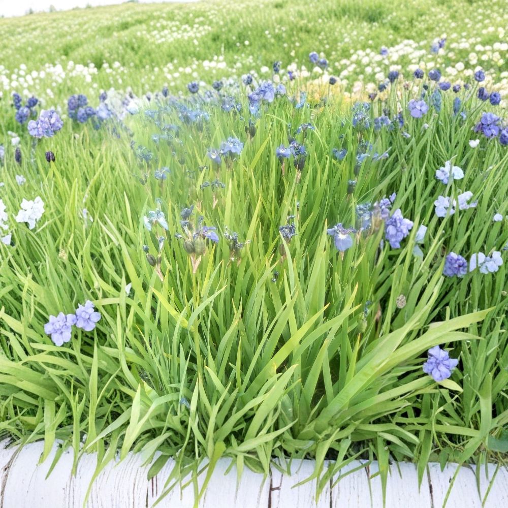 Blue Flag Iris Seeds (Iris setosa) | 100 Alaska Grown Wild Purple Perennial Flowers