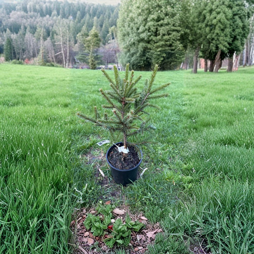 Emerald Midget Brewer Spruce - Live Dwarf Evergreen Conifer in 1 Gallon Pot