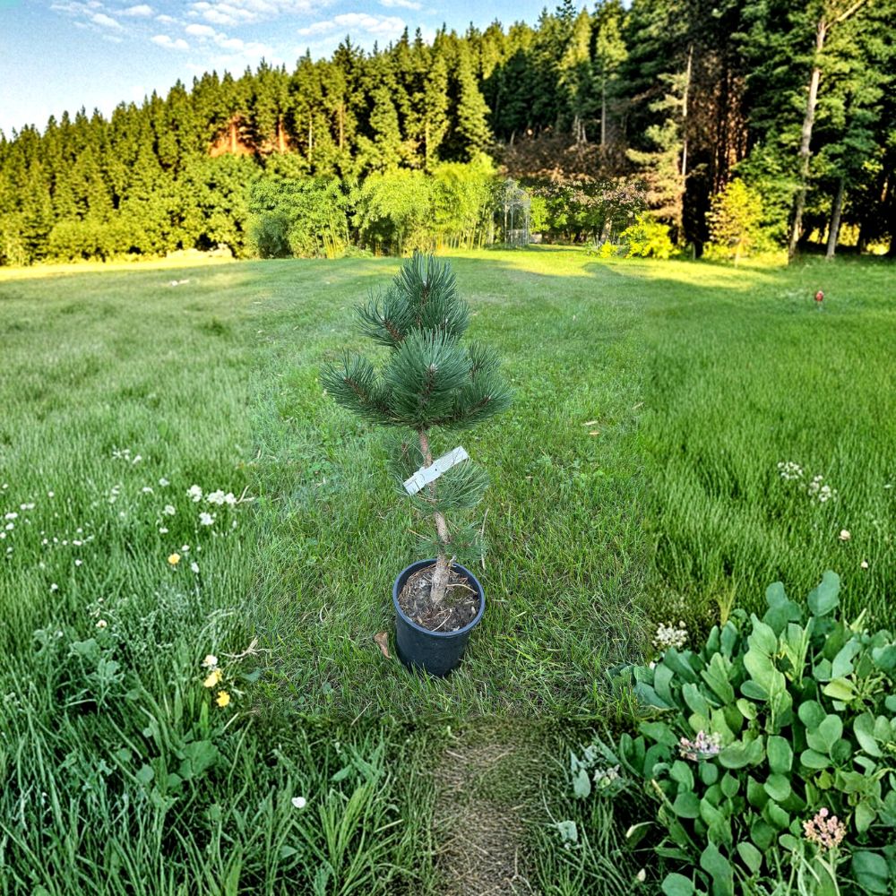 Pinus nigra 'Oregon Green' Austrian Pine Live Plant | 12 Inch Tall Evergreen Conifer in 1 Gallon Pot