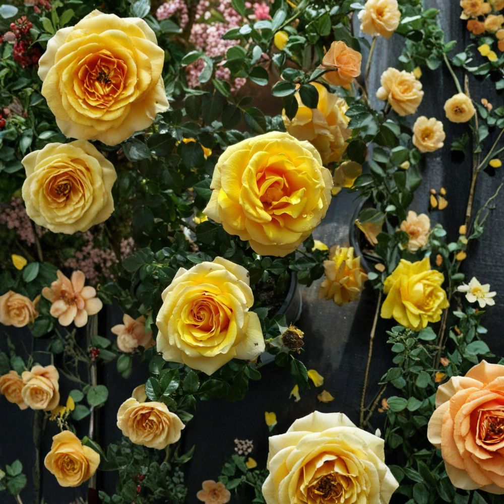 St. Tropez Floribunda Rose – 3 Gallon Live Rose Bush | Repeat Blooming Garden Shrub