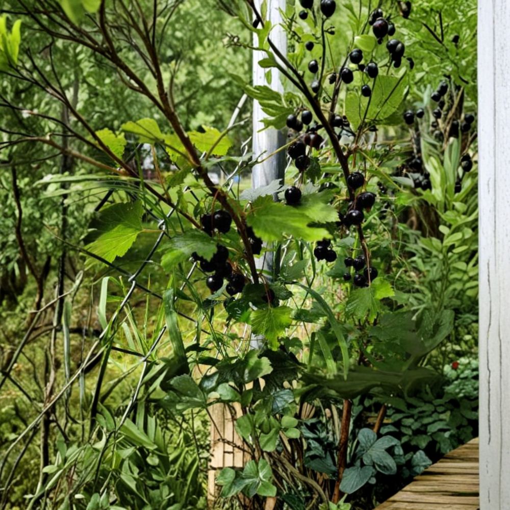 Black Currant Ribes nigrum Live Cuttings | Set of 5 Dormant Hardwood Cuttings | Alaska Grown Berry Shrub