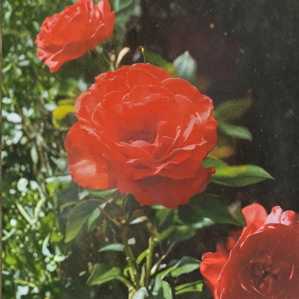 Impatient Floribunda Rose – 3 Gallon Orange Red Rose Bush | Repeat Blooming Floribunda Shrub