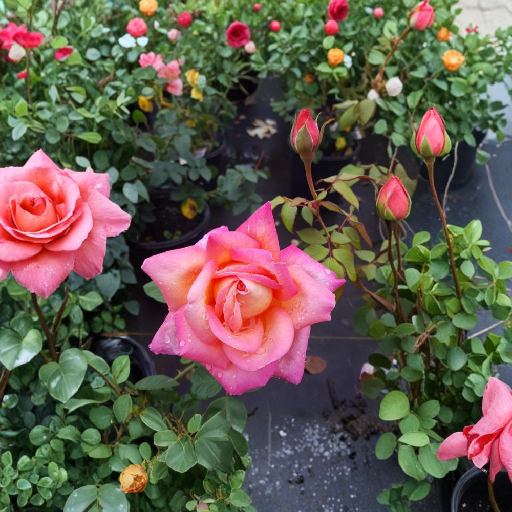 Broadway Rose Hybrid Tea Rose Live Plant | 3 Gallon | Golden Yellow & Pink Blooms