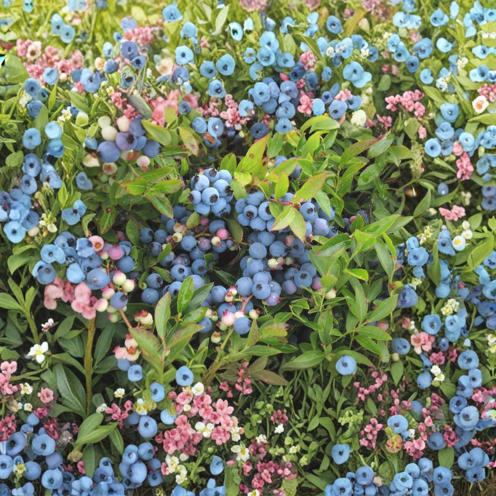 Northblue Blueberry Bush – Cold Hardy Edible Fruit Plant in 4 Inch Pot