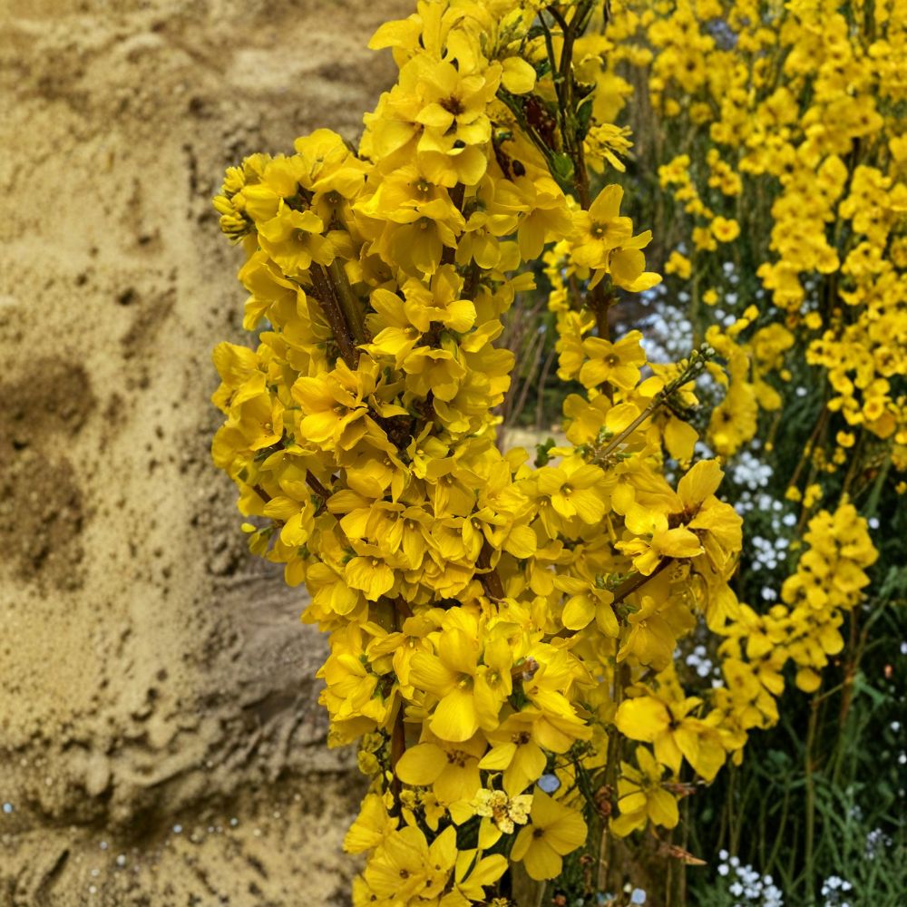 Show Off® Forsythia Live Flowering Shrub | 4 Inch Pot | Bright Yellow Spring Blooms