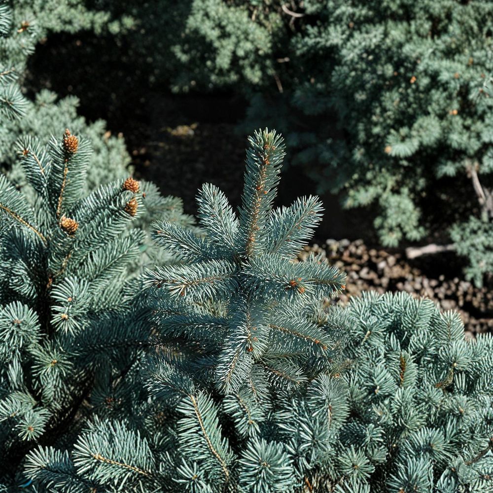 Picea pungens 'Baby Blue Eyes' – 12 Inch Colorado Spruce in 1 Gallon Pot