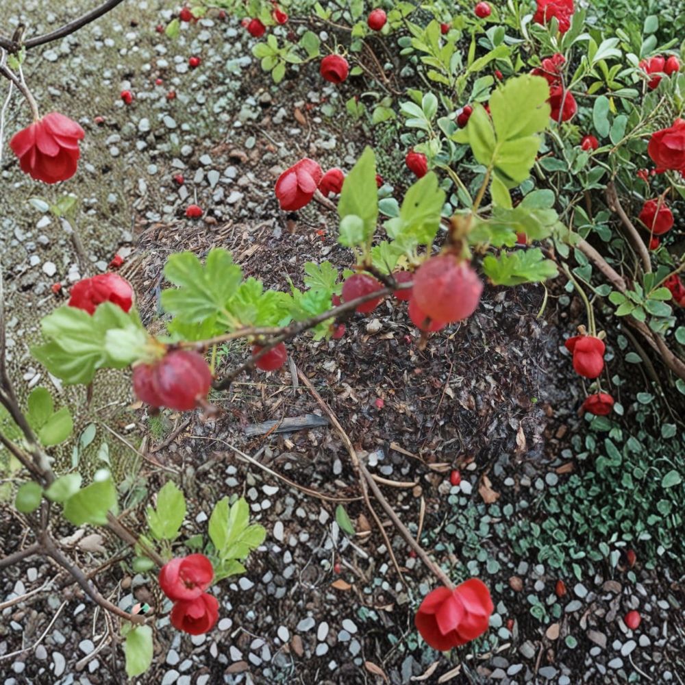 Gooseberry Ribes uva-crispa Live Cuttings | Set of 5 Dormant Cuttings | Alaska Grown Berry Shrub