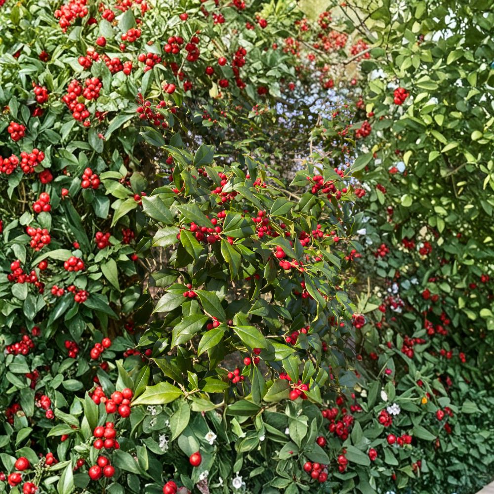 Satyr Hill American Holly - 12 Inch Tall Evergreen Tree in 1 Gallon Pot | Ilex opaca Native Holly with Red Berries