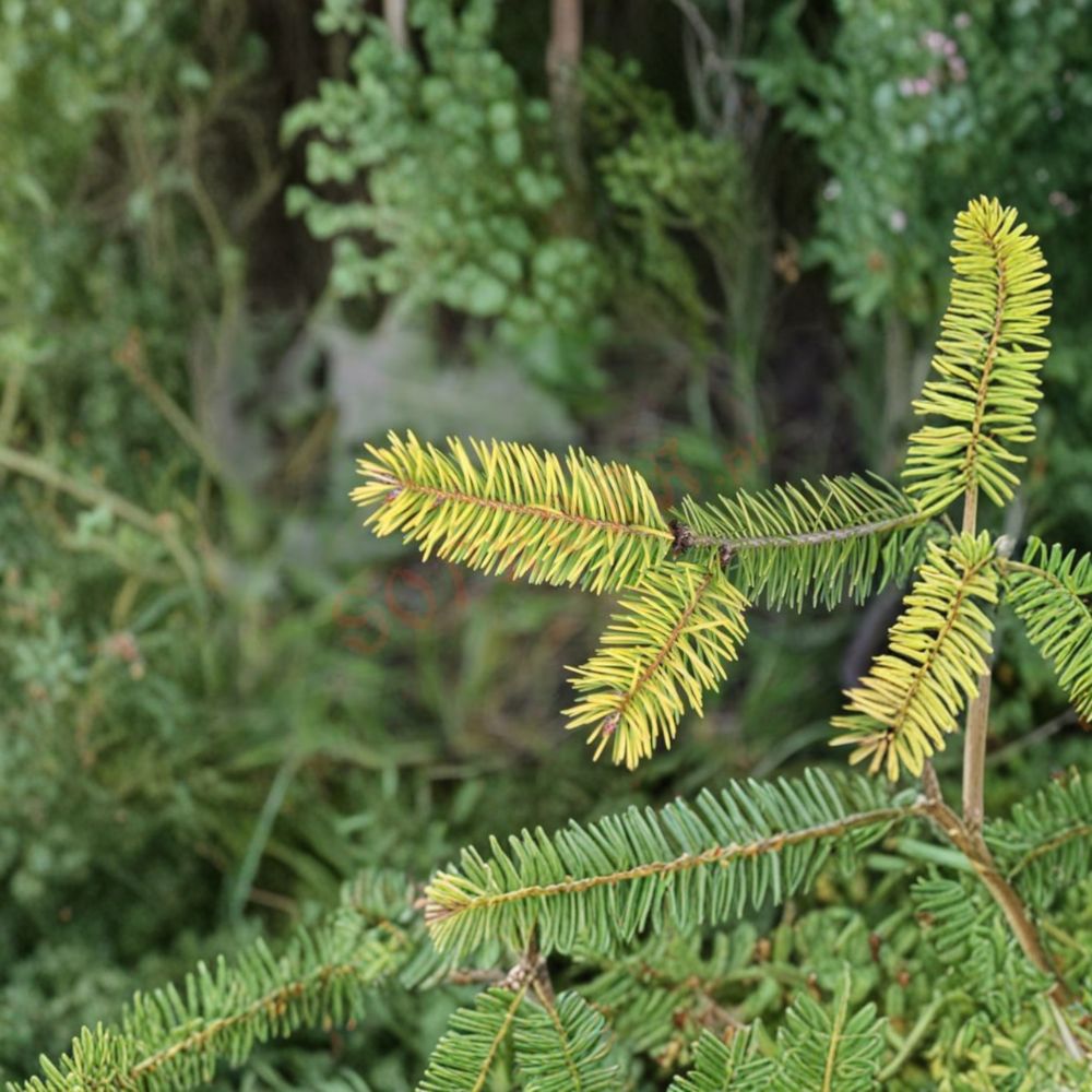Uwe’s Golden Douglas Fir - 12 Inch Tall Live Golden Evergreen Conifer in 1 Gallon Pot