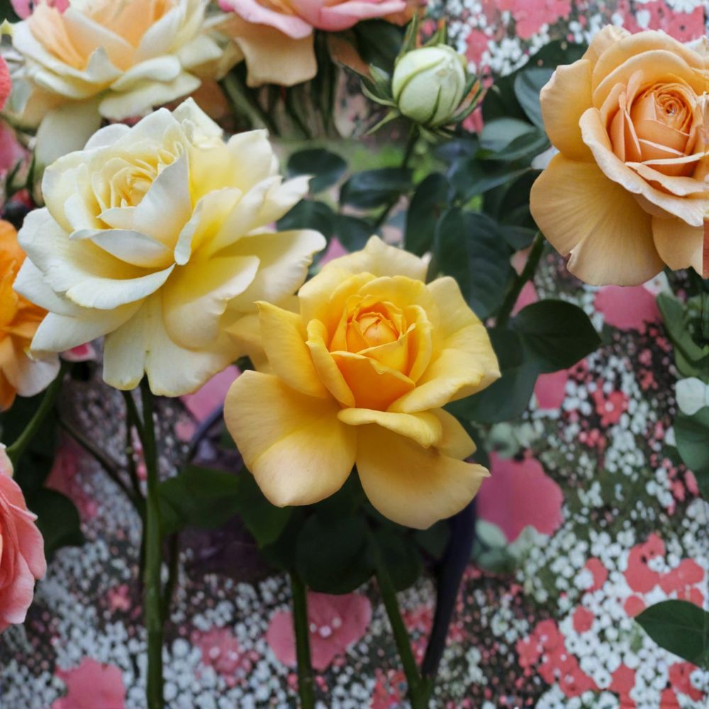 Sunsprite Floribunda Rose - Deep Yellow Fragrant Rose Bush | 1 Gallon Plant
