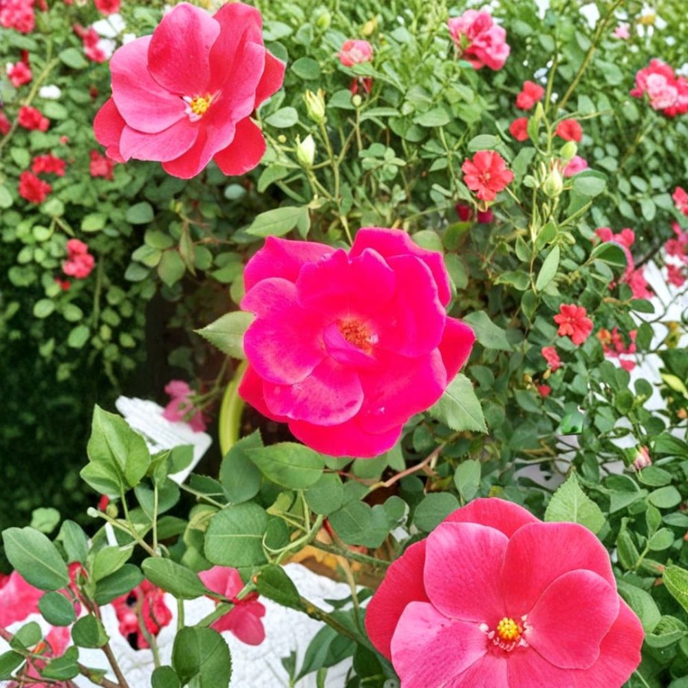 Red Knock Out® Rose Bush - Live Cherry Red Shrub Rose in 3 Gallon Container | EarthKind® Disease Resistant Landscape Rose