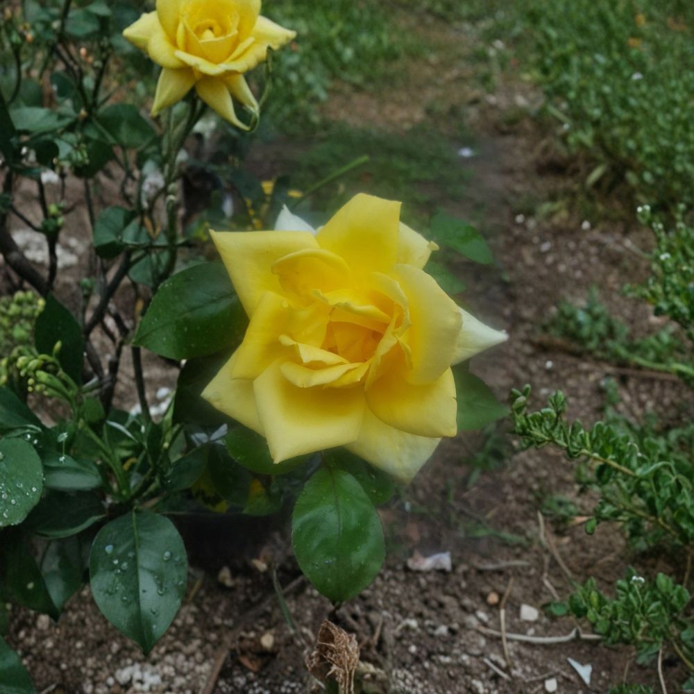 Oregold Grandiflora Rose - Live Yellow Rose Bush 3 Gallon | Repeat Blooming Garden Shrub