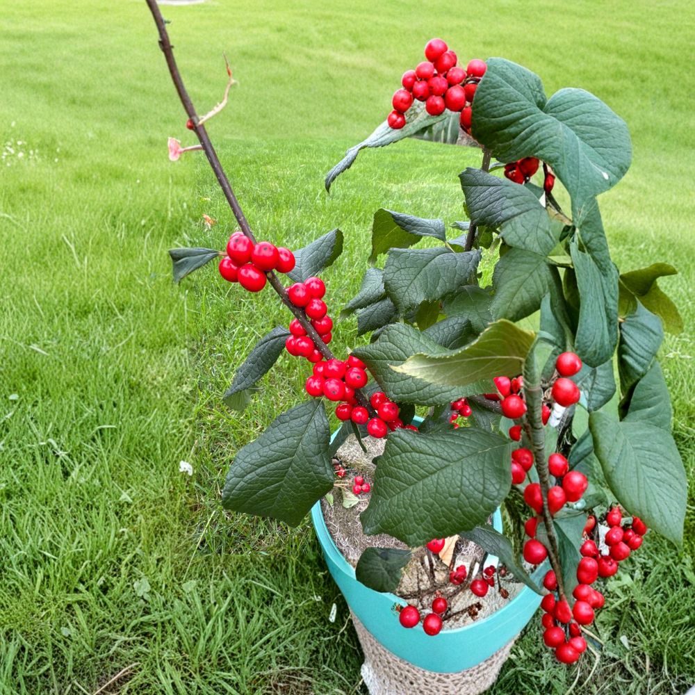 Jolly Red Winterberry Holly - Native Shrub in 2 Gallon Pot | Ilex verticillata