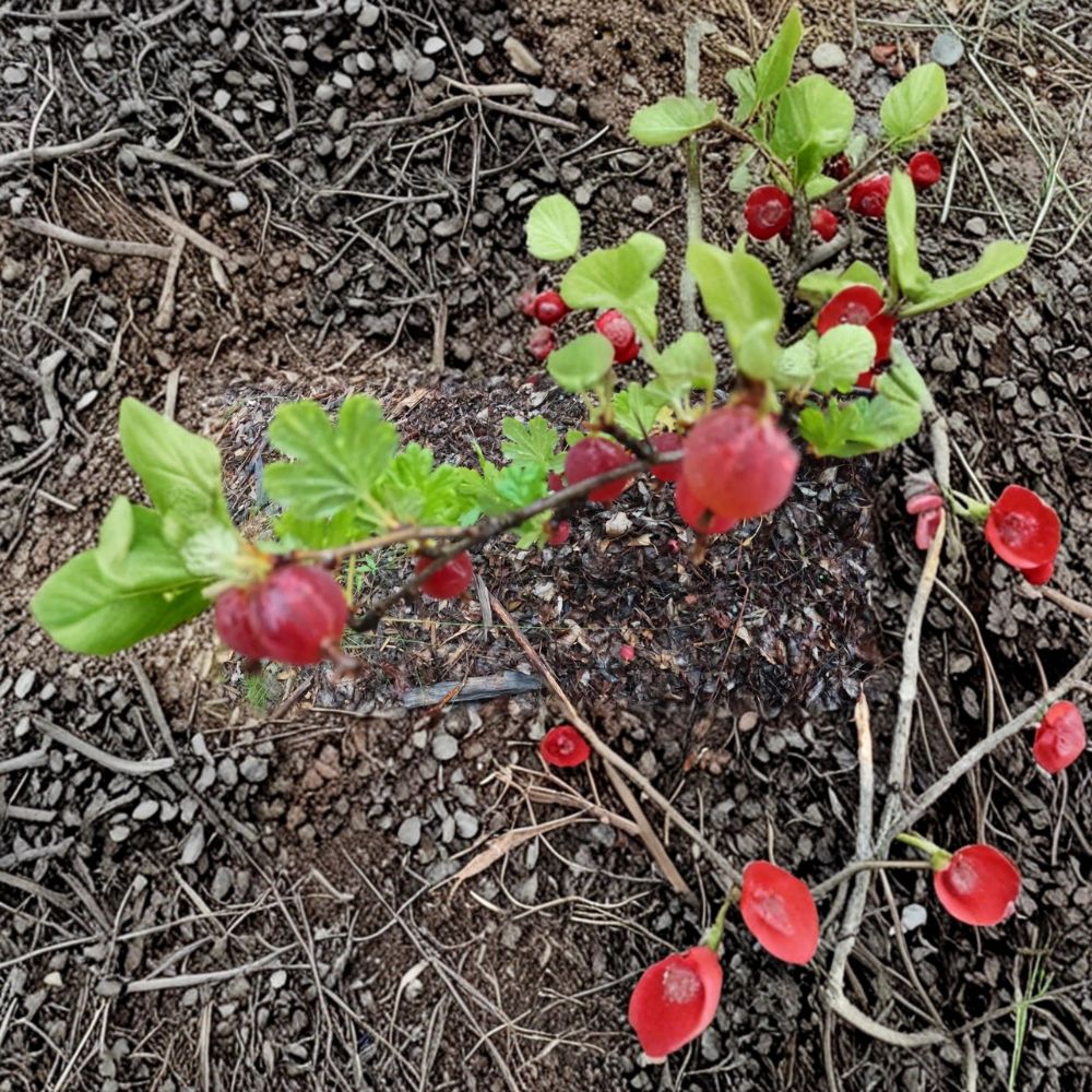 Gooseberry Seeds (Ribes uva-crispa) | 10 Alaska Grown Cold Hardy Berry Shrubs
