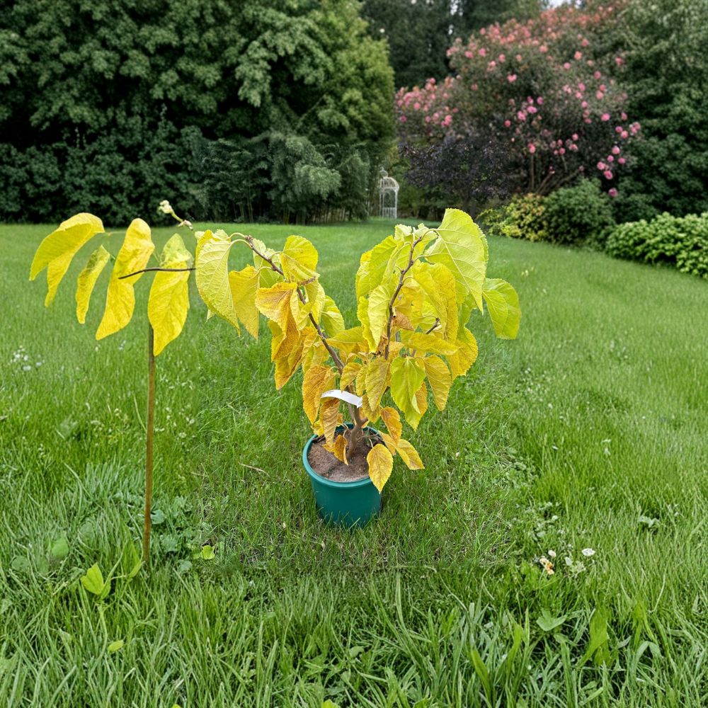 Contorted Mulberry Tree - 18 Inch Tall Ornamental Tree in 2 Gallon Pot | Morus alba 'Contorta'