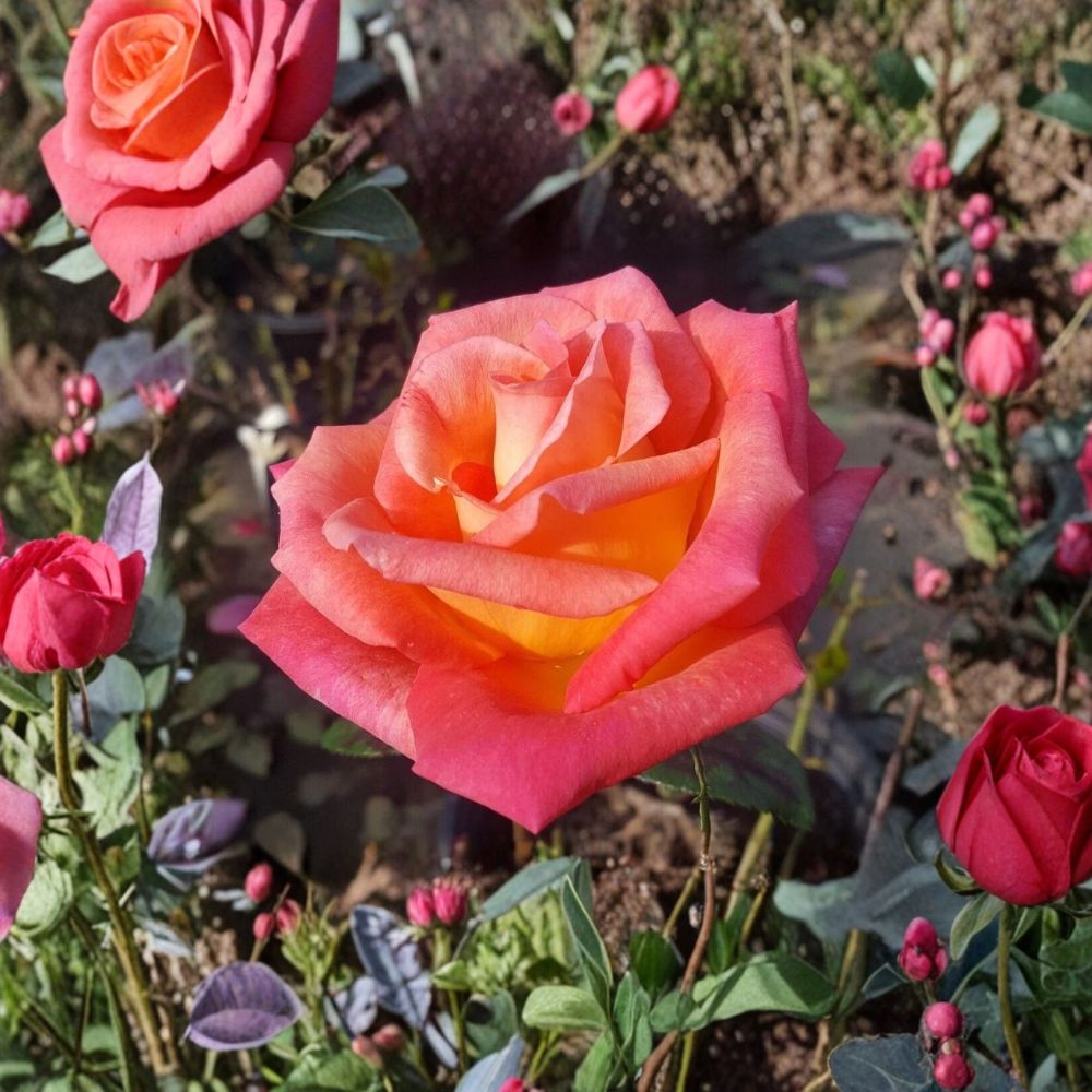 Mikado Hybrid Tea Rose – Scarlet Yellow Bi-Color Rose Bush | 2 Gallon Plant