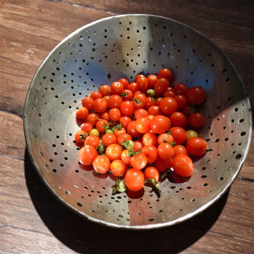 Alaska Proven Cherry Tomato Seeds | 20 Seeds | Cold Climate Indeterminate Variety