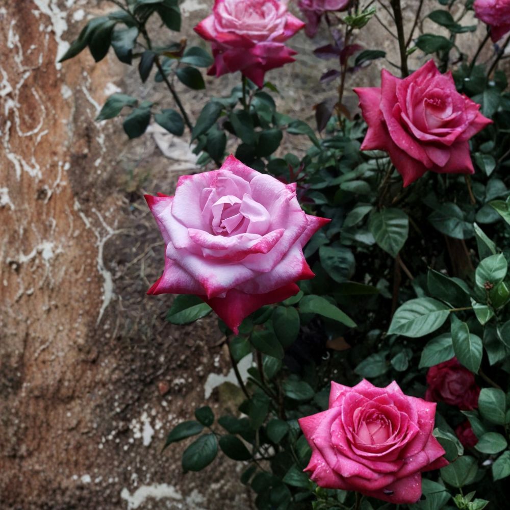 Paradise Hybrid Tea Rose Lavender Pink Magenta Live Bush Plant 3 Gallon Fragrant Blooming Shrub