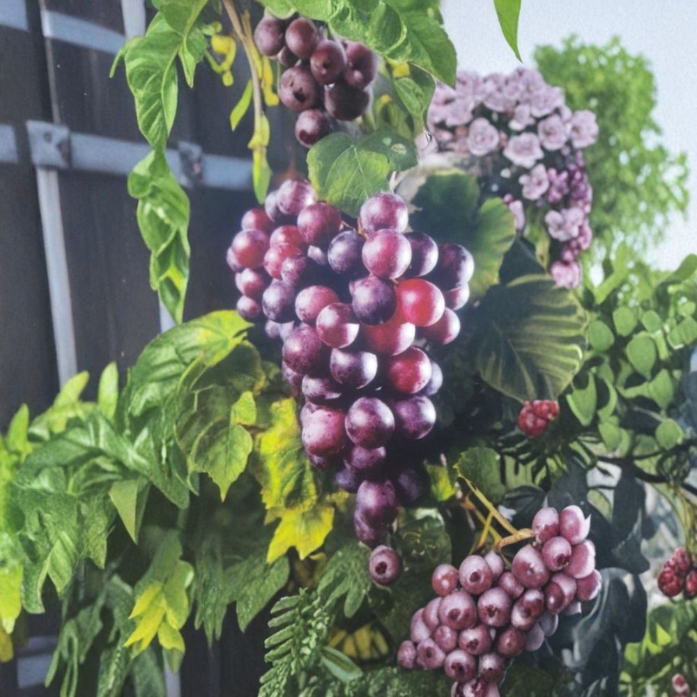 Black Supreme Muscadine Grape Vine – Vitis rotundifolia | 1 Gallon Live Plant | Large Sweet Fruit