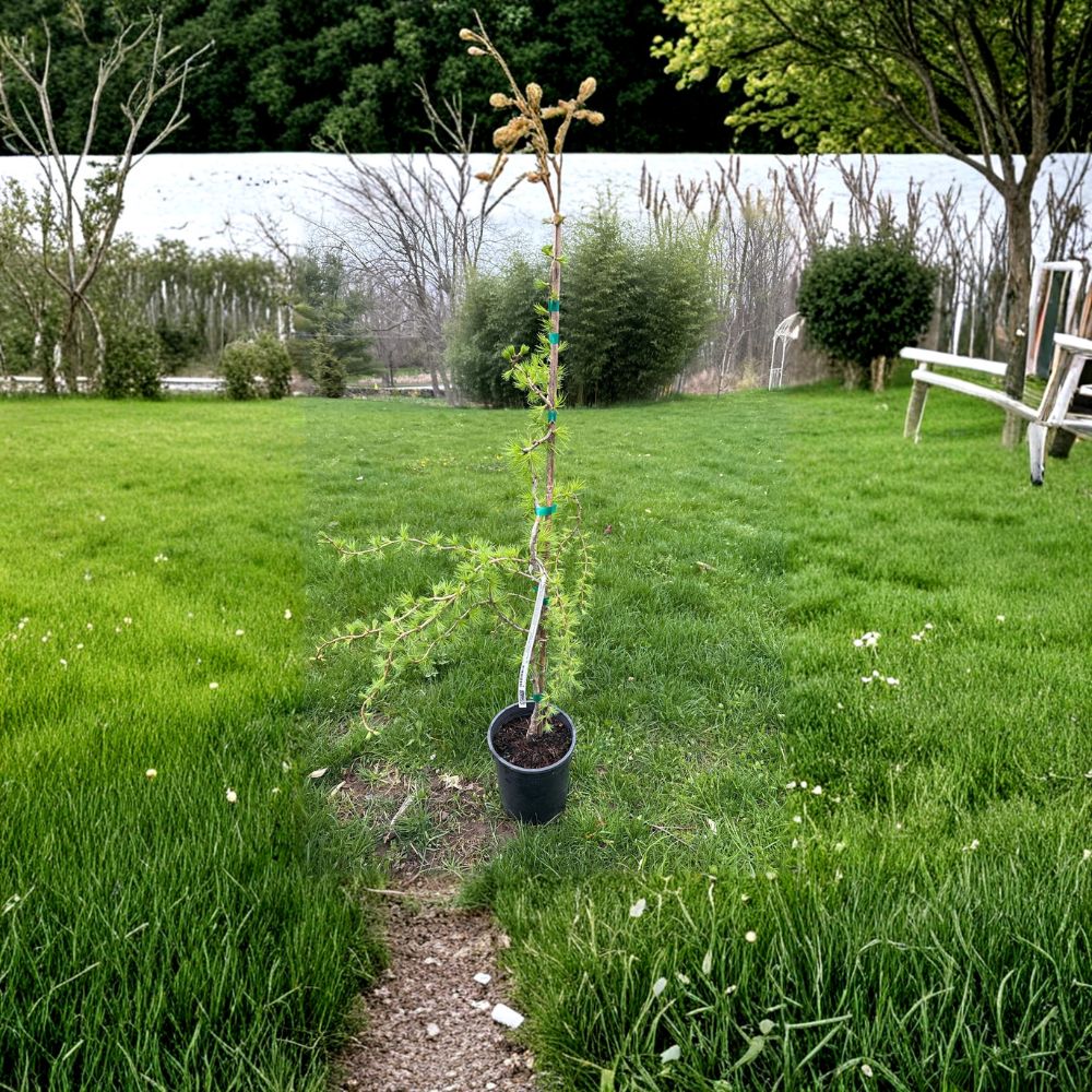 Horstmann’s Recurved European Larch - 18 Inch Live Weeping Conifer in 1 Gallon Pot
